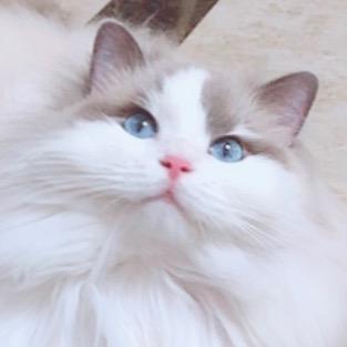 9咪1狗