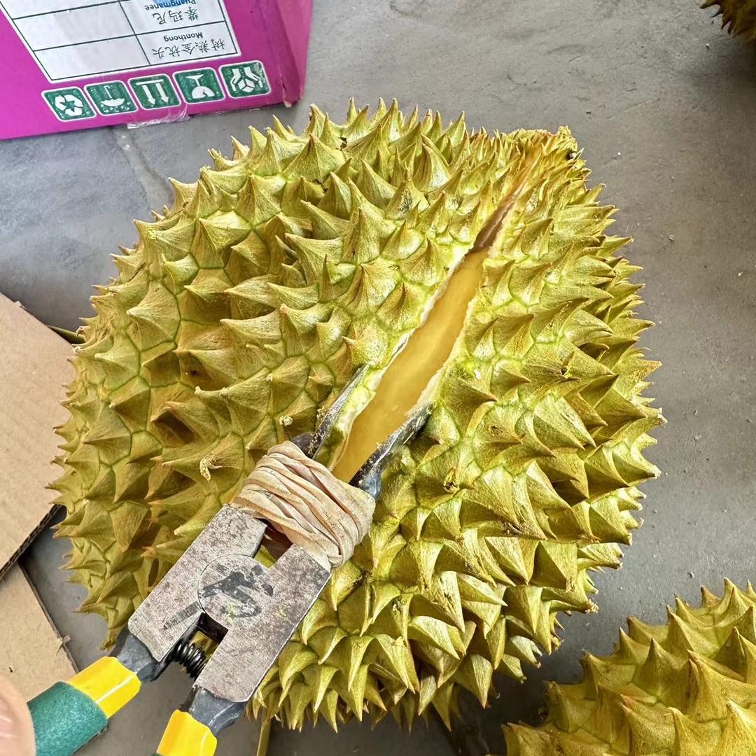 小程💰郑州万邦精品区榴莲批发