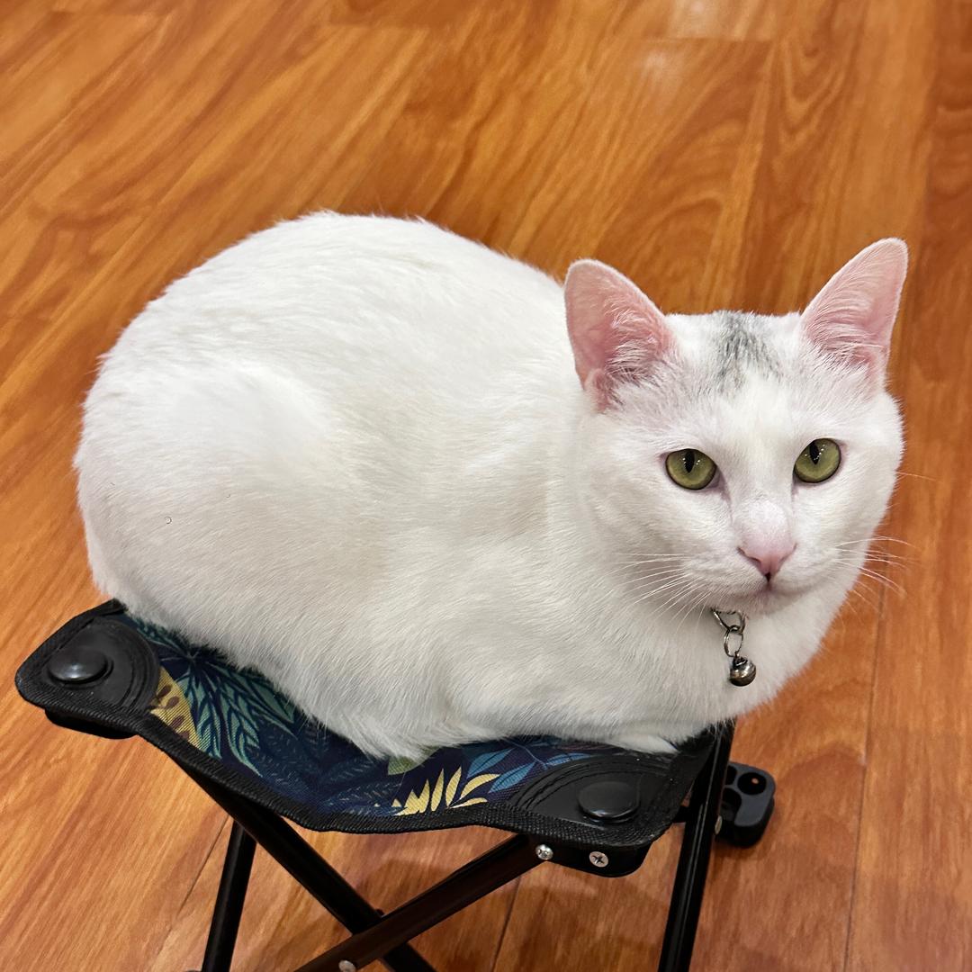 团子是只土猫🐈