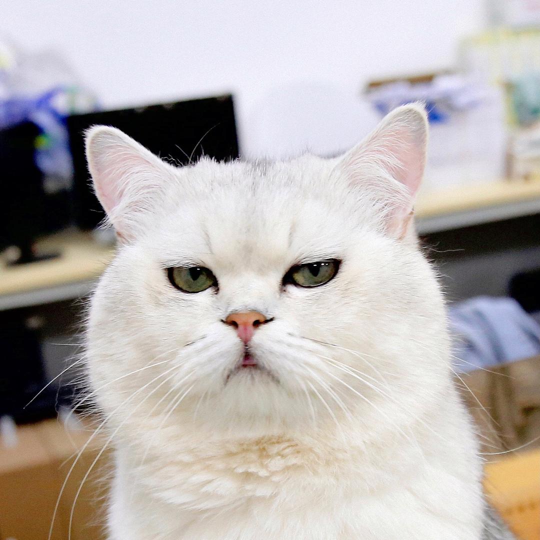 猪猪增肥日记