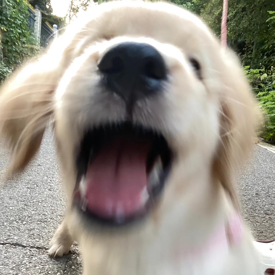 习习子