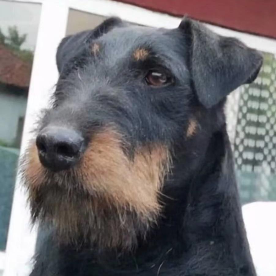 盛鑫🇩🇪猎梗