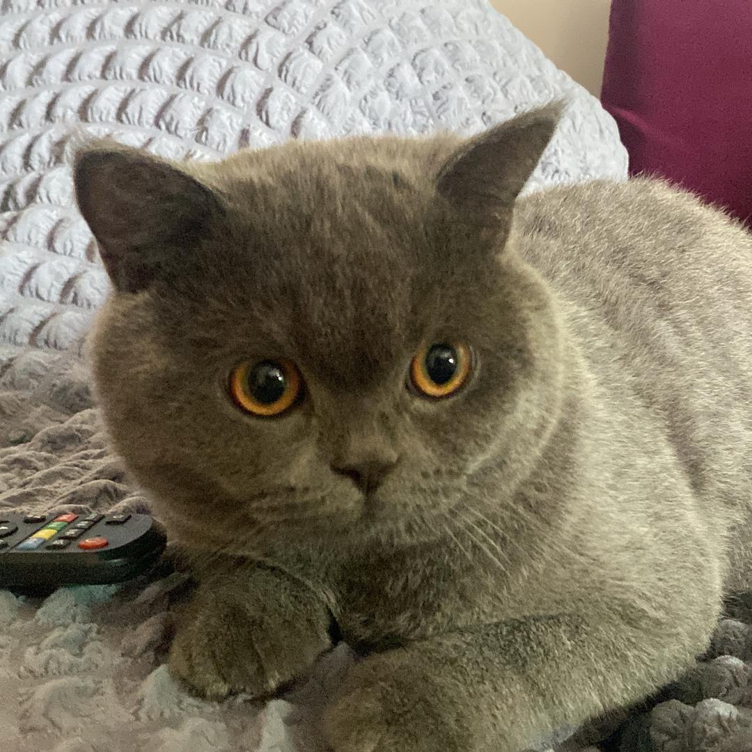 来财.