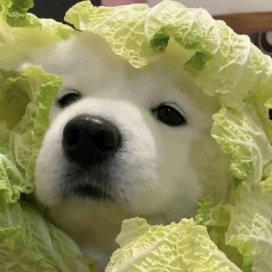 糖小九🍃