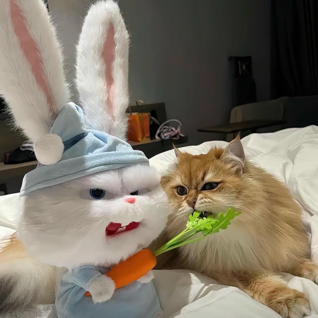 兔兔猫🥕