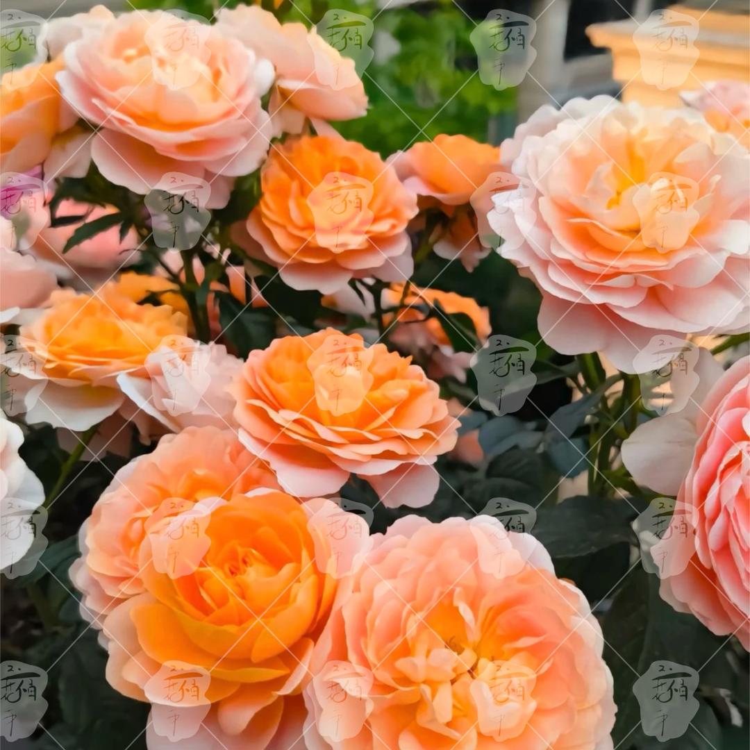 花柿花卉种植园