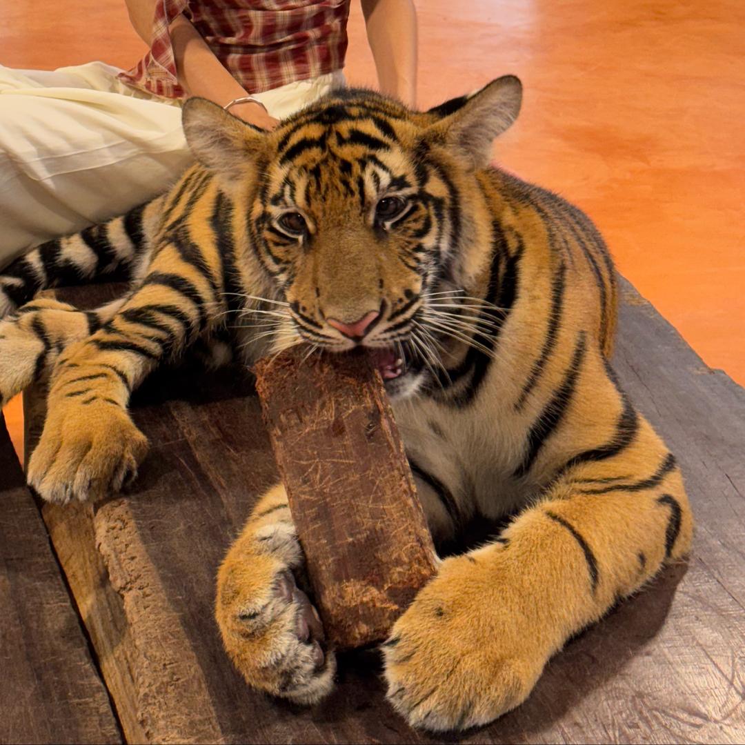 小陈与他四只猫咪