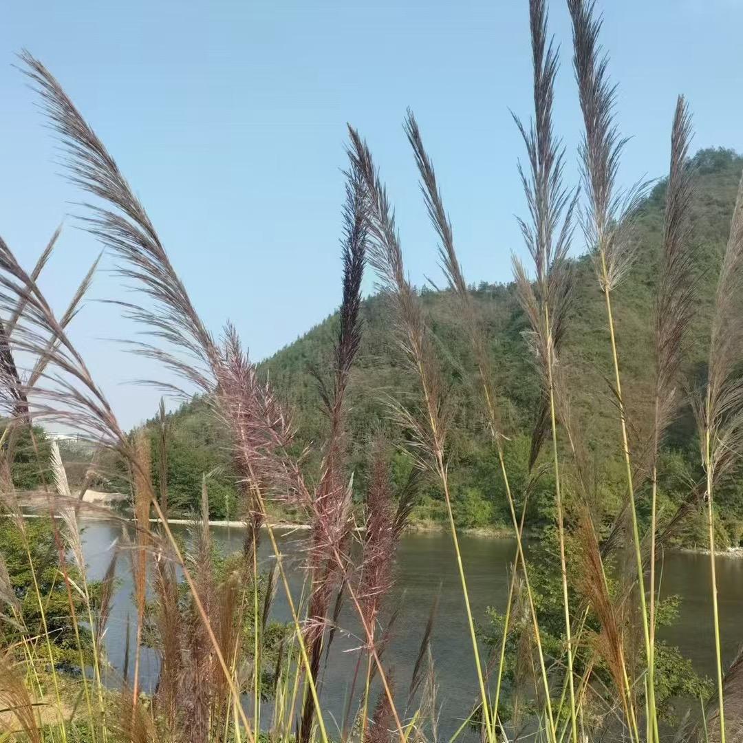 梅二姐