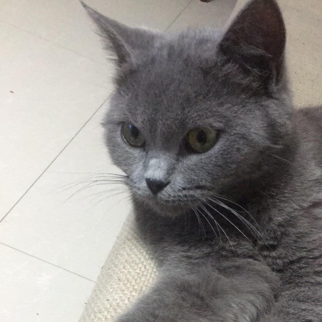 哆啦A梦