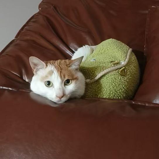 愛吃麵的NoNo🐷