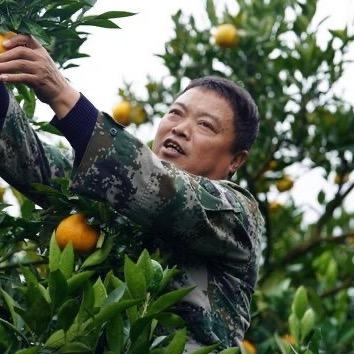刘老大种柑橘