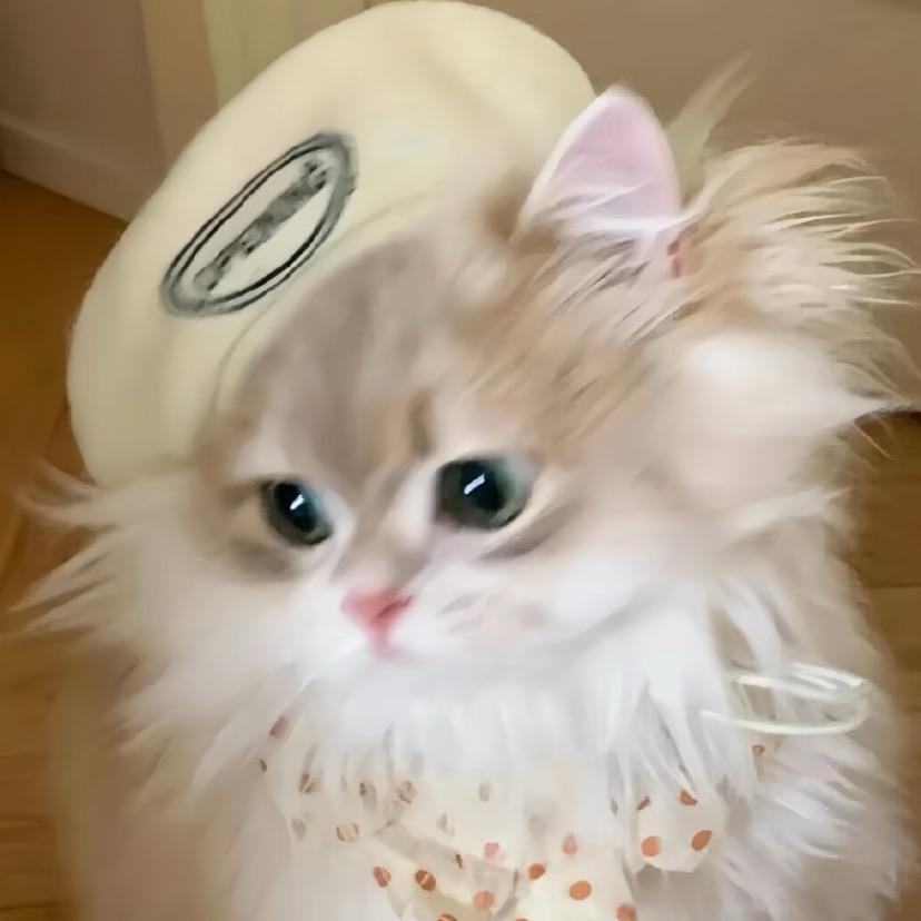 小猫幼稚园