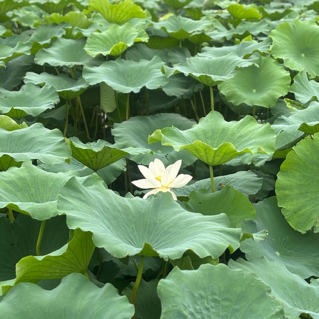 一身清风