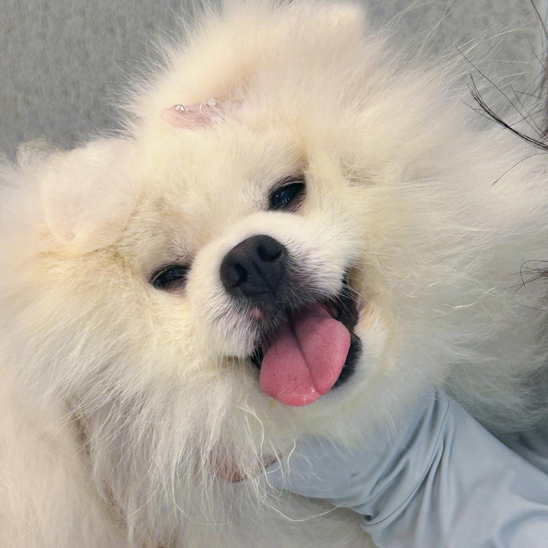 莓啤汽水