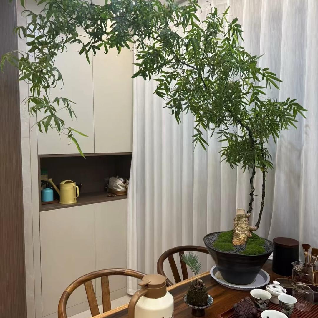 叠升园艺…精品绿植批发