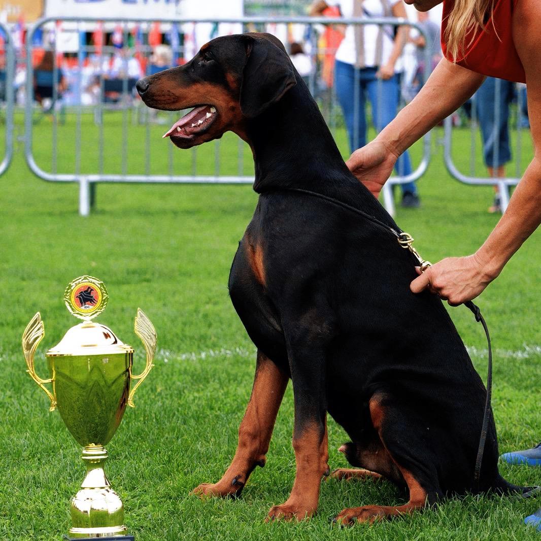 杜宾进口墨菲斯(Morpheus)