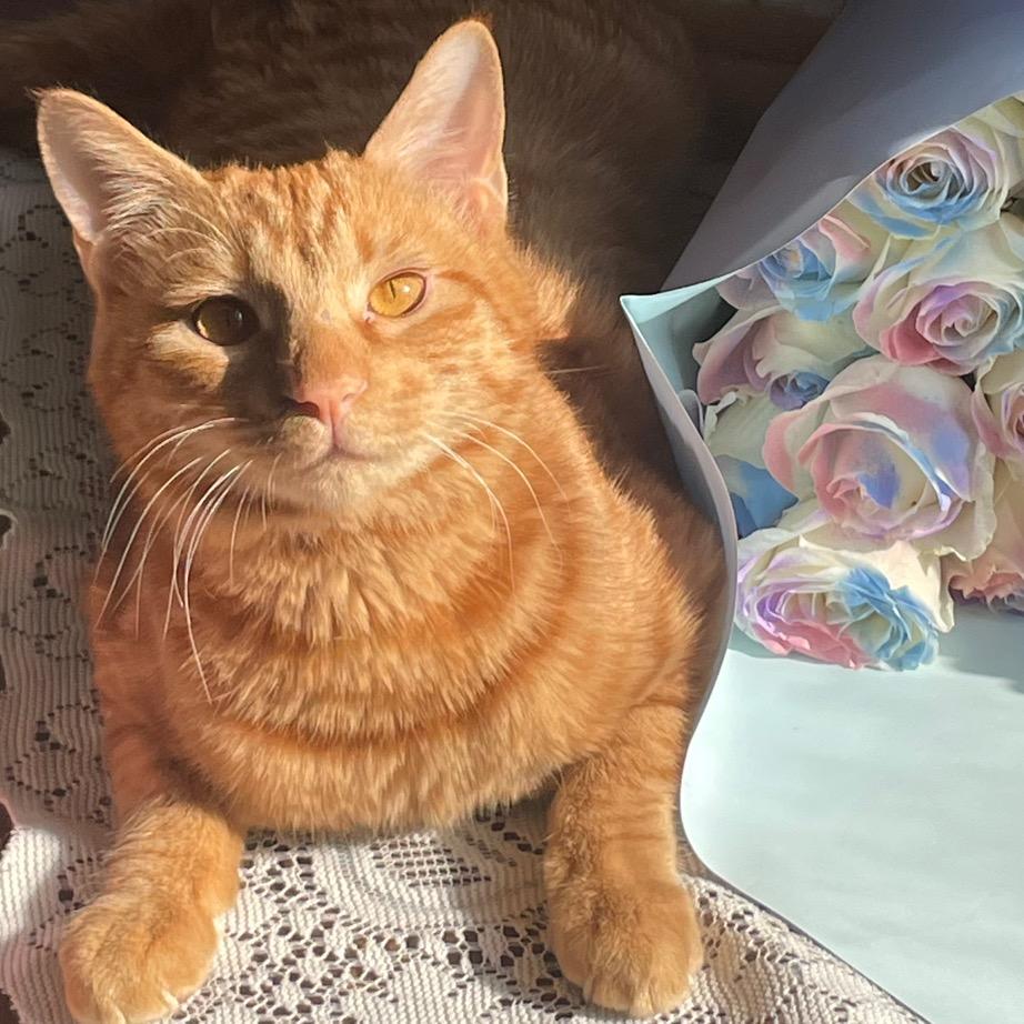 🐈猫咪历险记