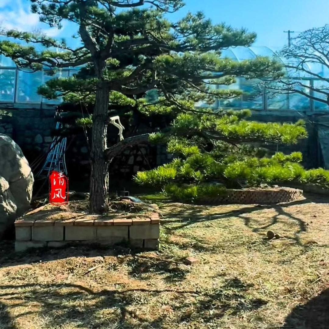 四季青苑造型松基地