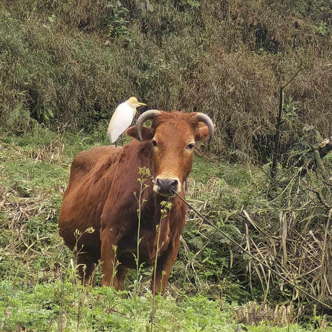 ☀️☀️🌹🌹