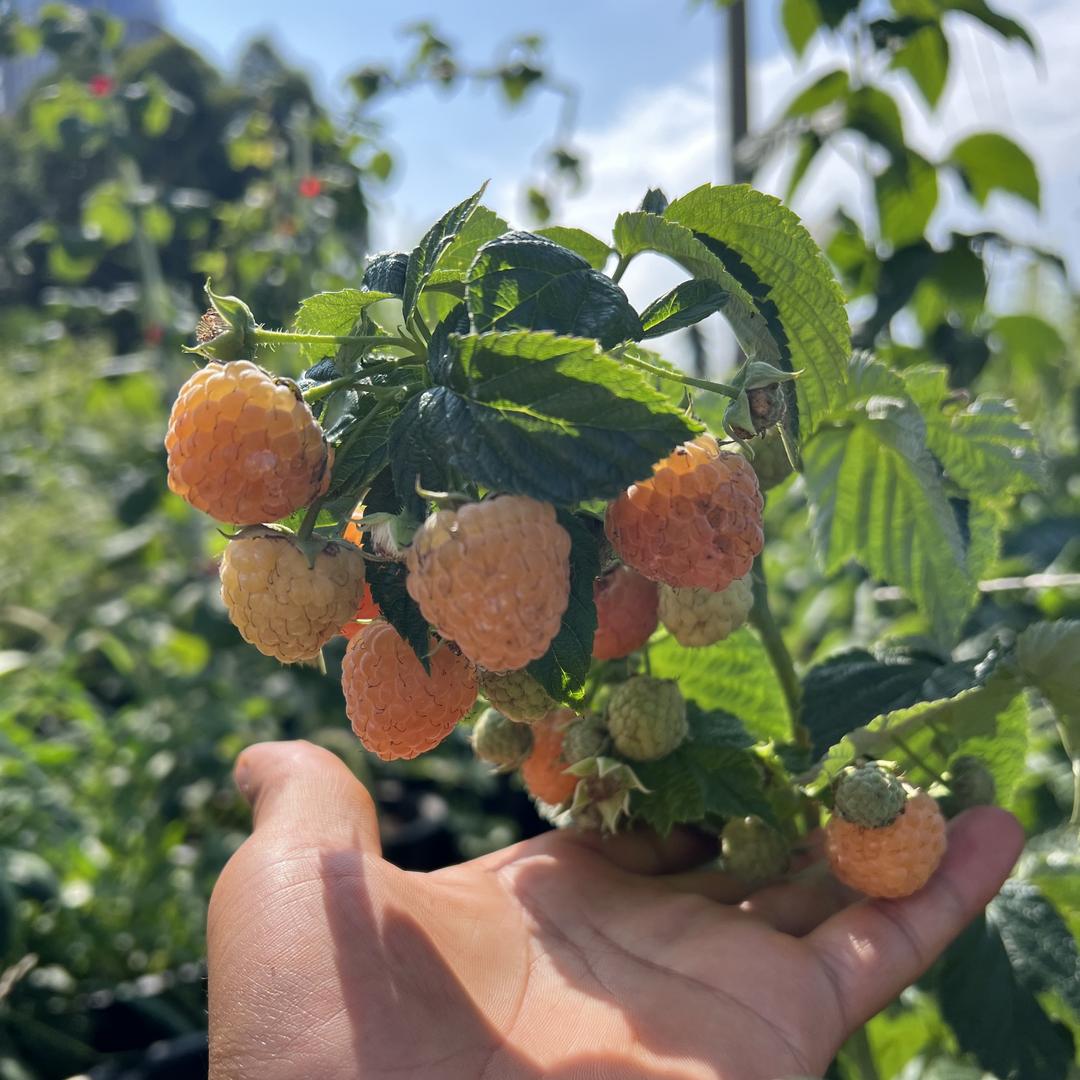 粒满园果树优苗木