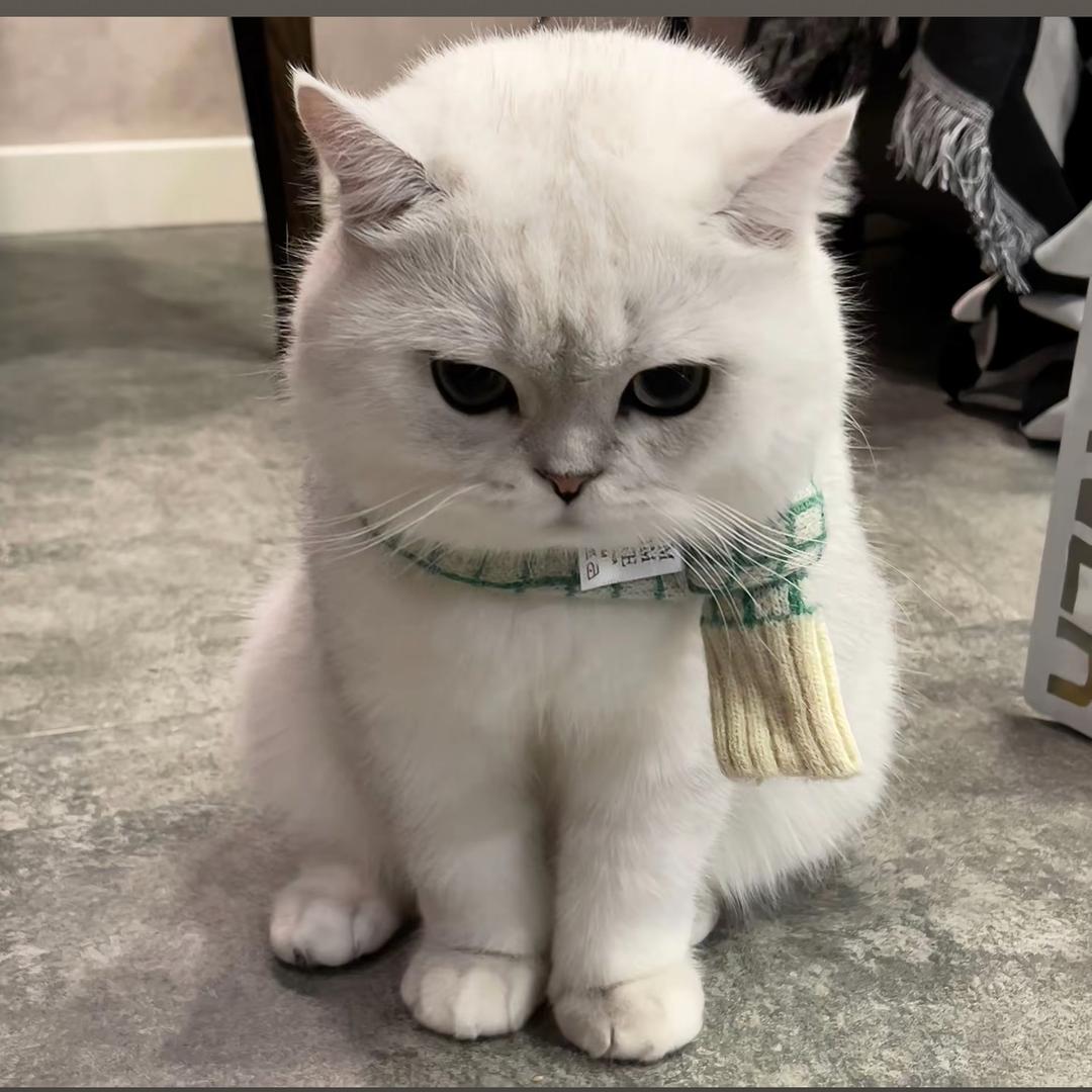 叶子爱吃包子