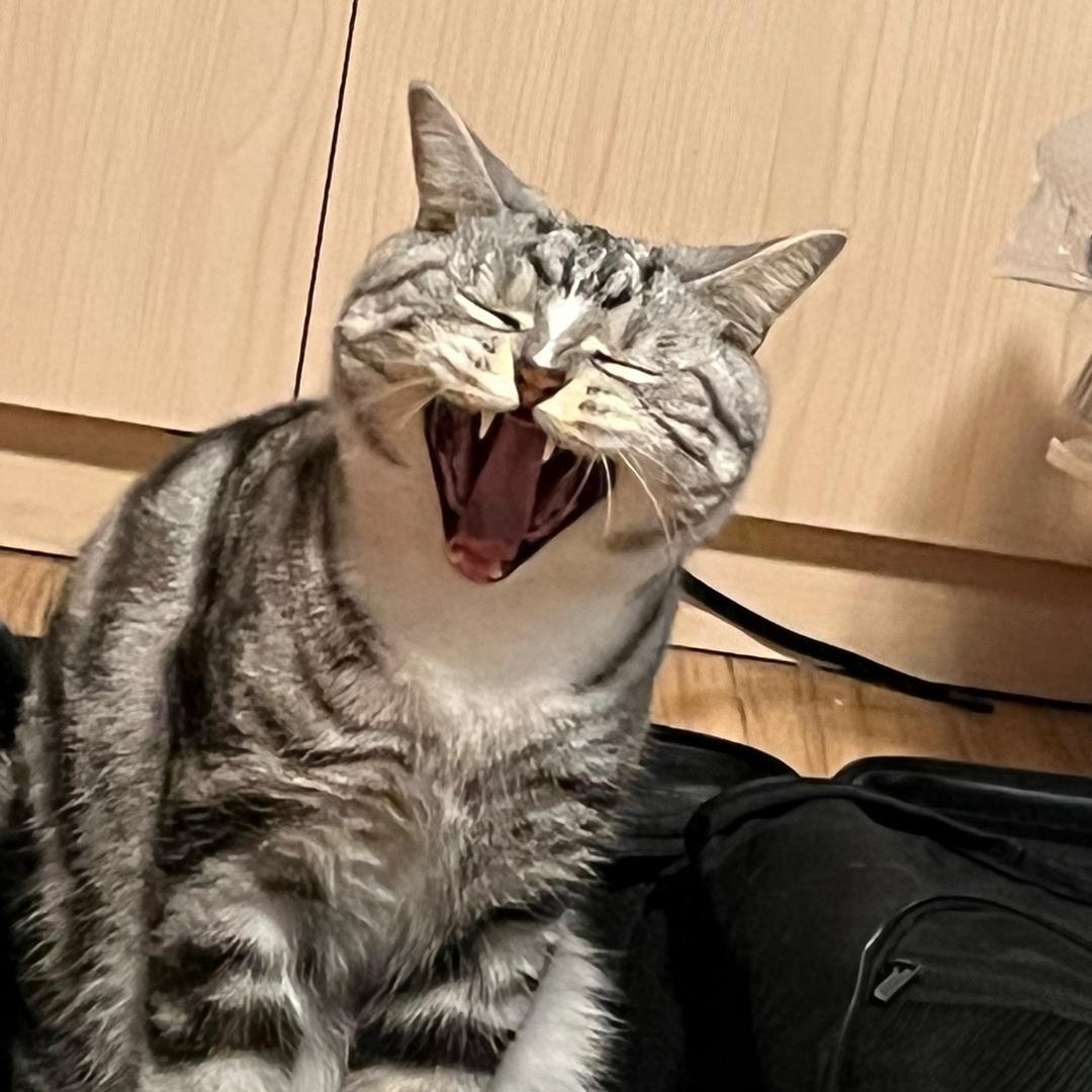 黄小猪是只猫