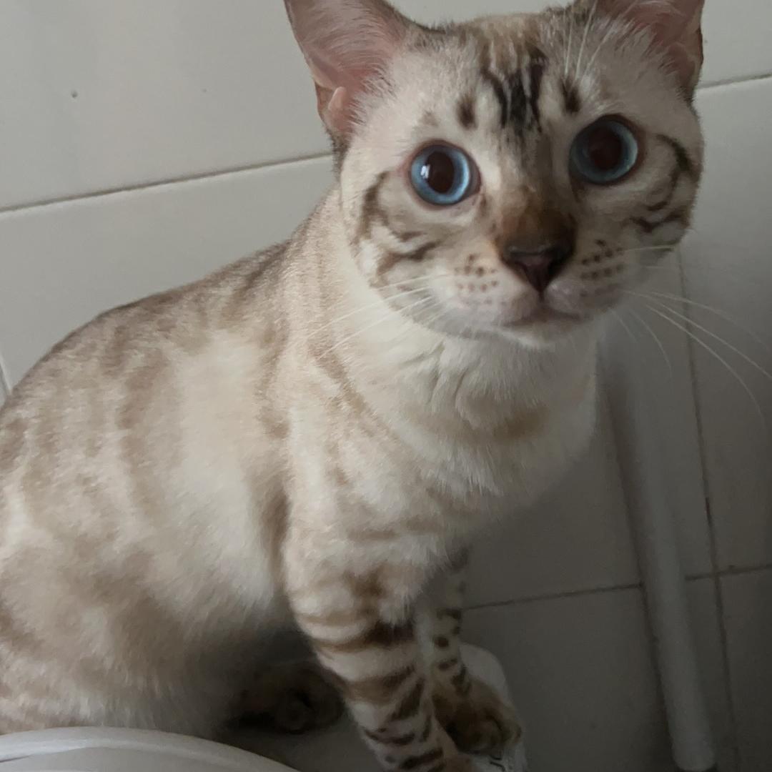 不会钓鱼的拿铁