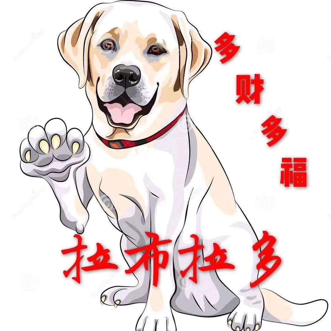 高密拉布拉多CKU犬舍