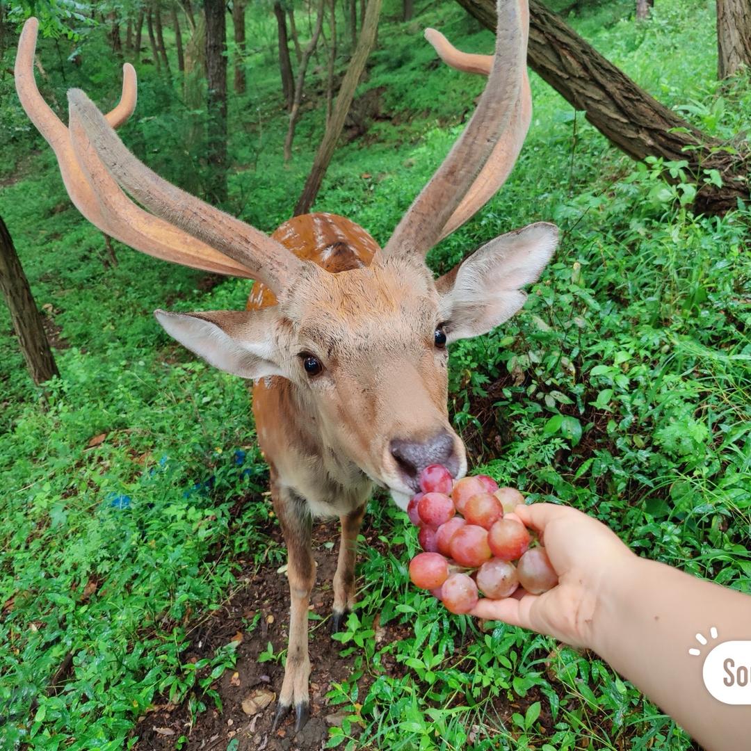 谷滋阁鼎烽滋补养生专卖店鹿咖