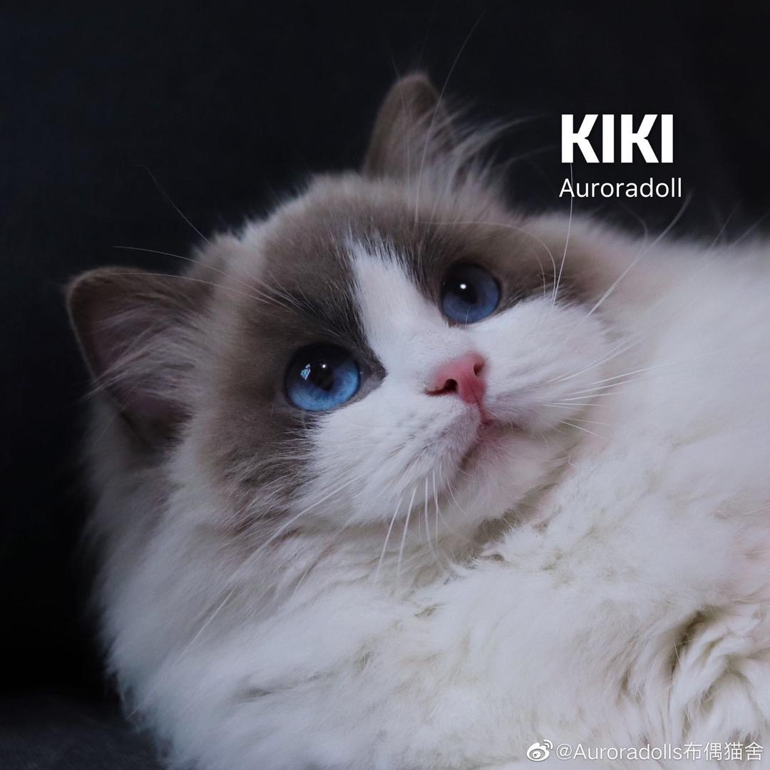 Aurora家的猫