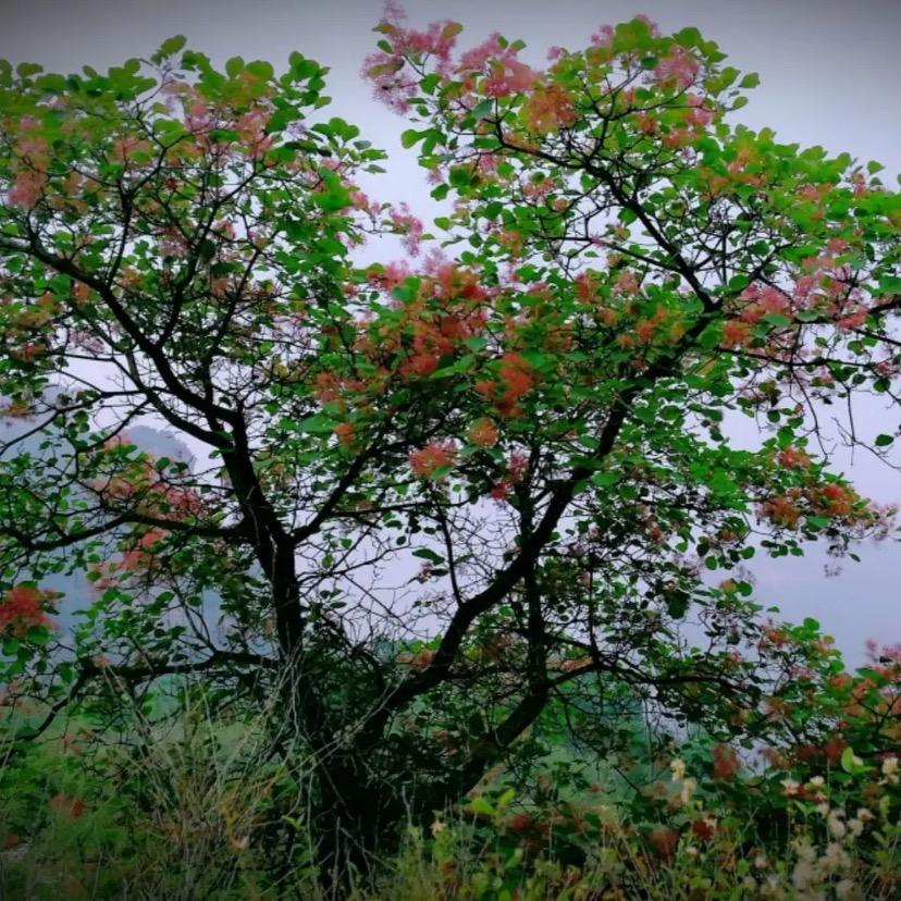 野山小盆栽观赏