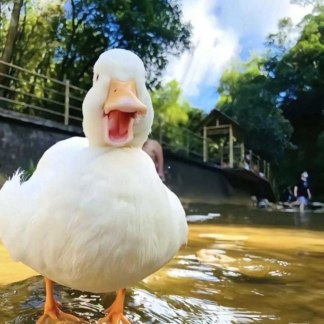 贪玩的鹅鹅鹅