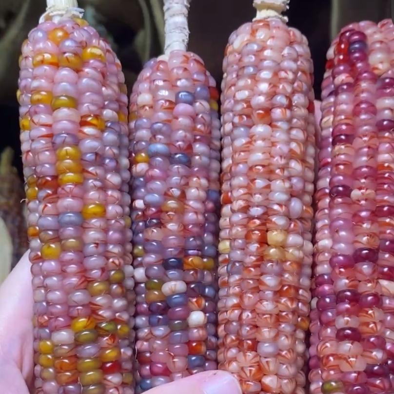 外婆家文玩玉米