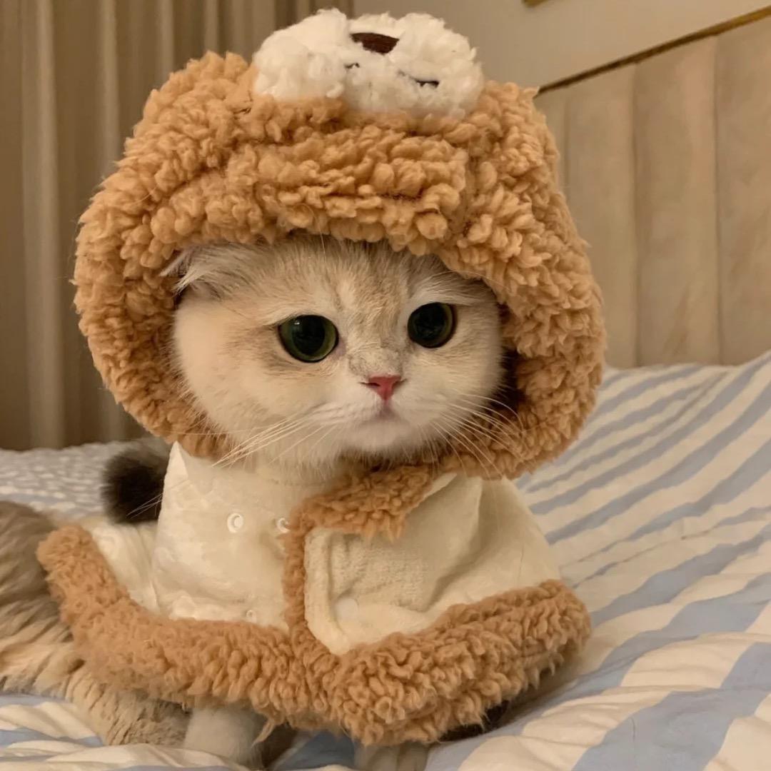 潘潘宠物猫