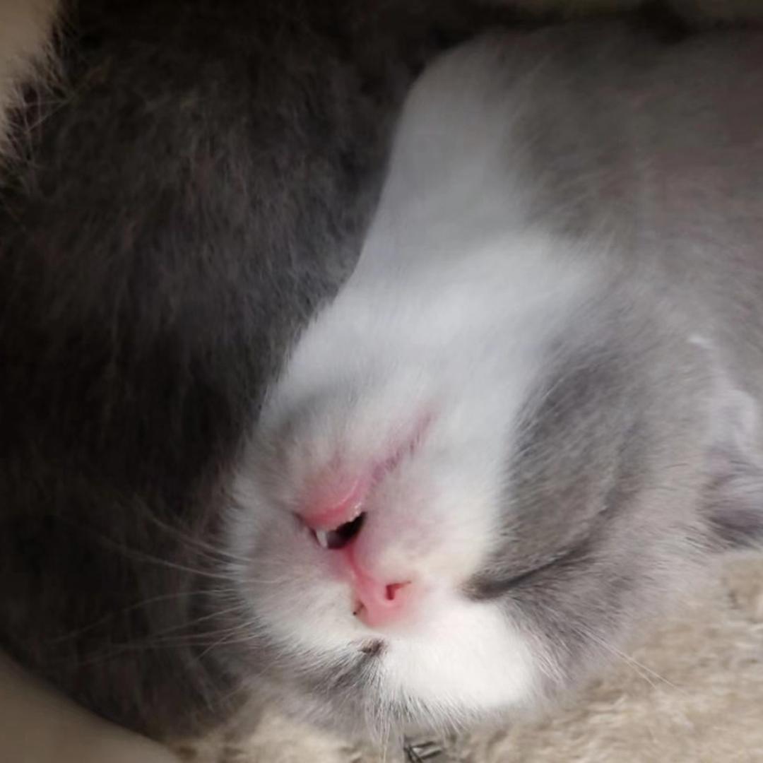 萌萌喵🐱