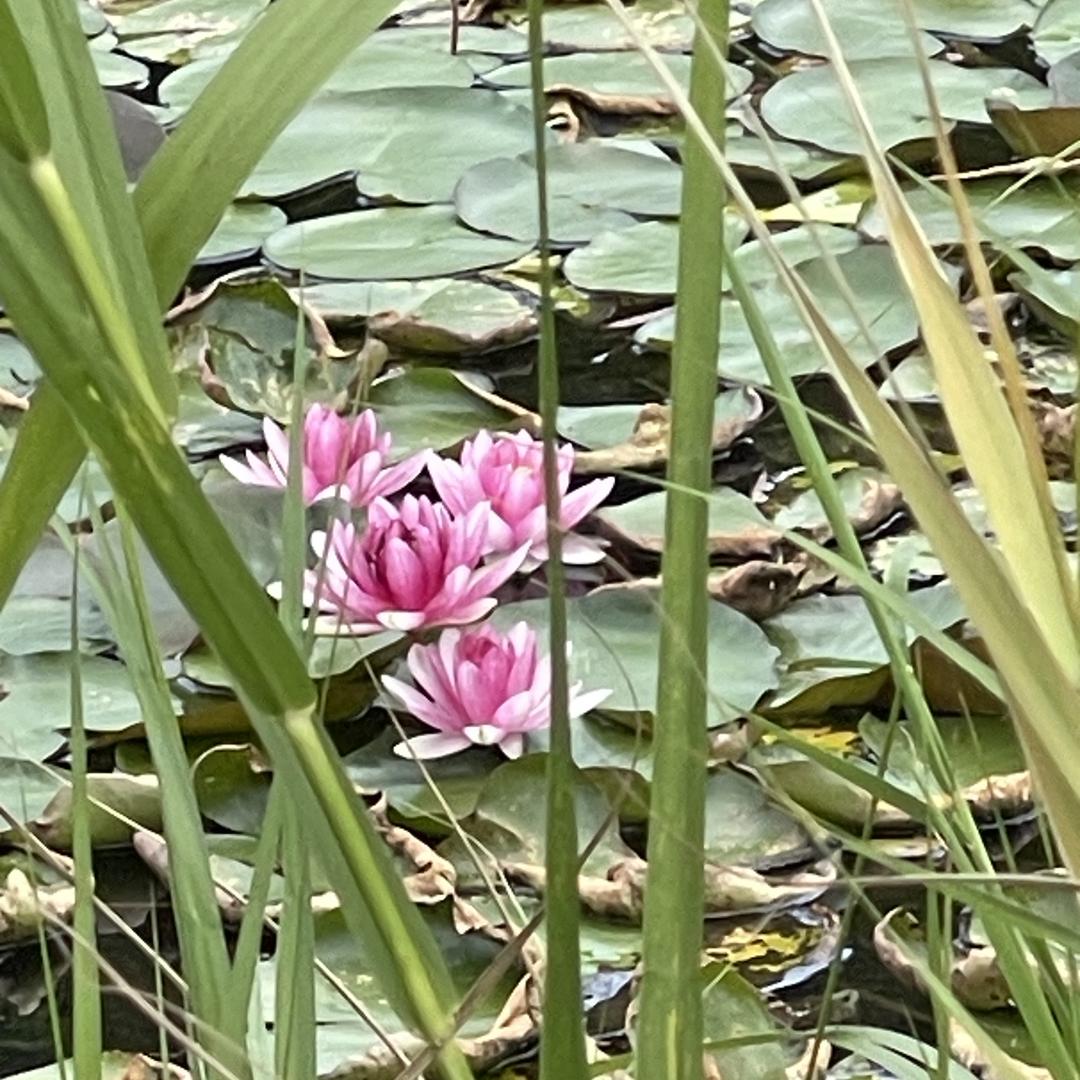 北京燕妮经典