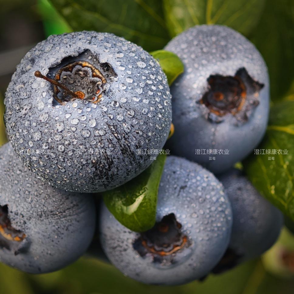 云南澄江绿康蓝莓基地🫐