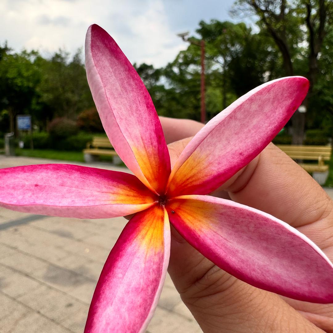 广东—贝琪🌷