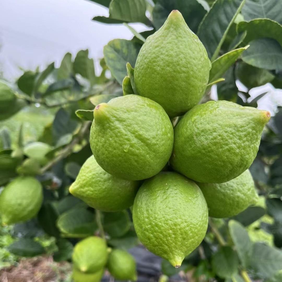 广东香水柠檬 (湛江果园)