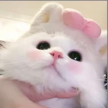 呆᳐呆小猫᳐੭ﾞ