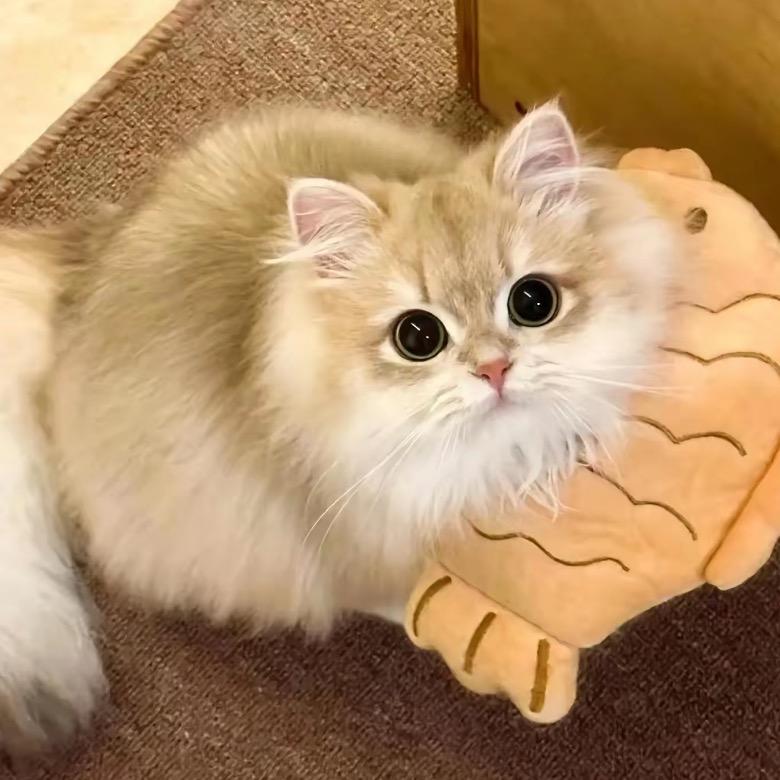 火鸡面