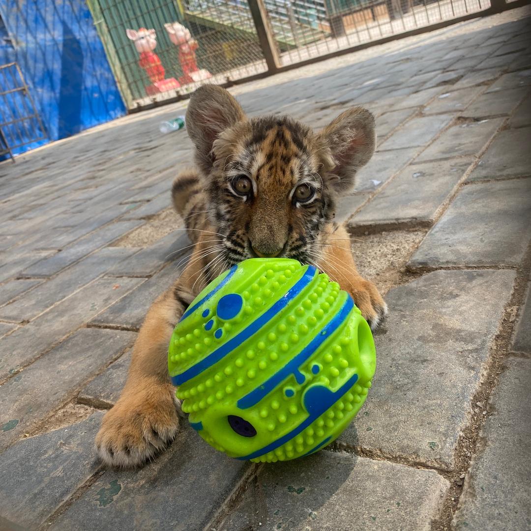 乖乖虎🐯