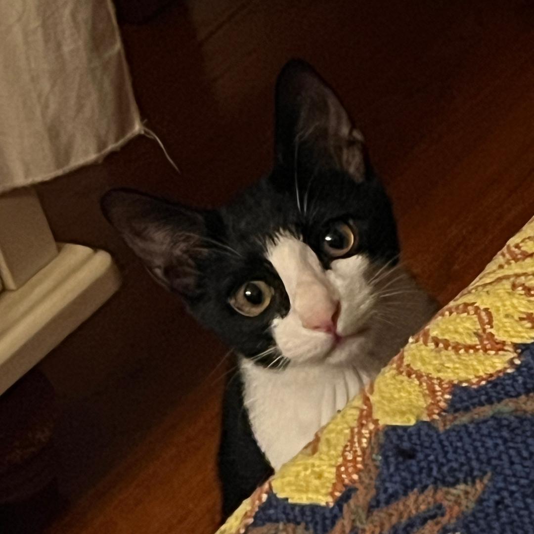 小九仔仔仔仔仔