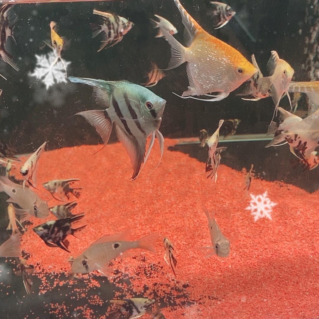 鱼乐乐水族馆