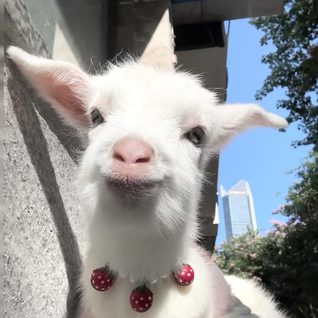 猪肉·炖粉条
