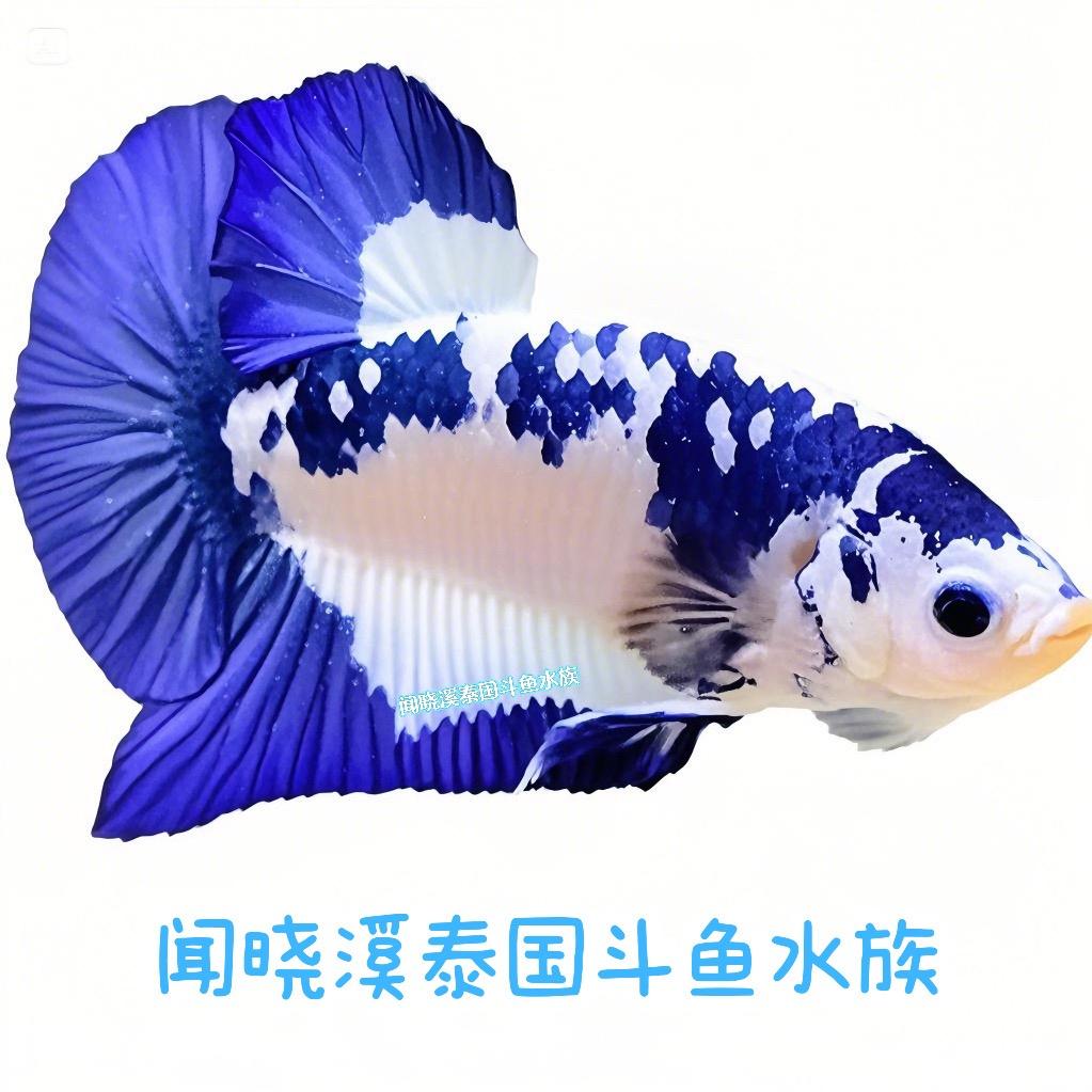 晓溪泰斗水族