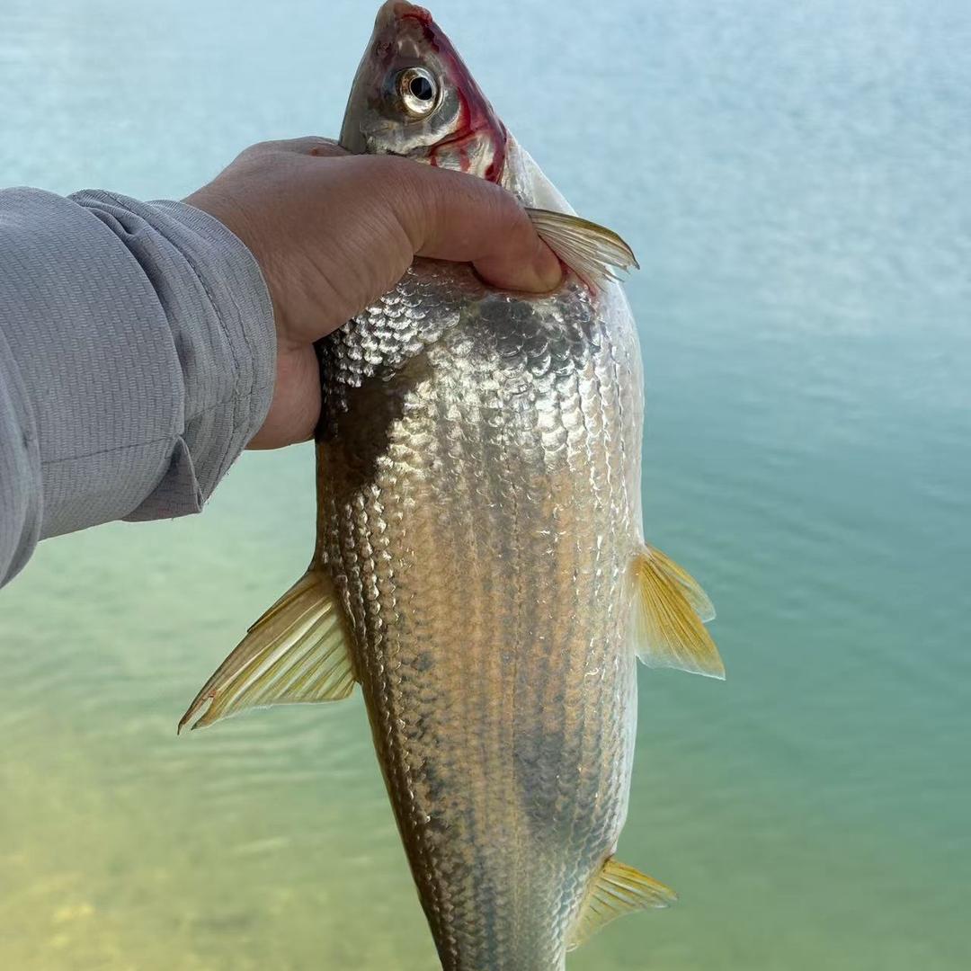 太平湖（专业）钓鱼接待