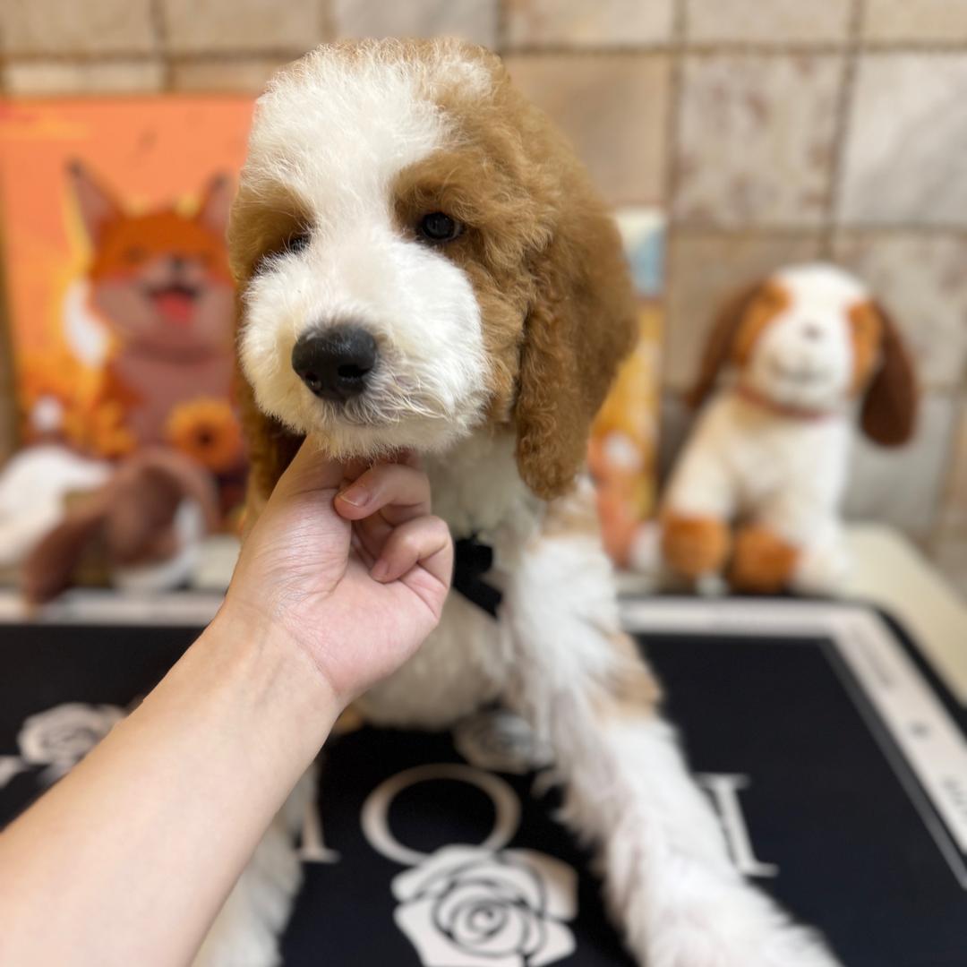 茜薇美血巨贵犬