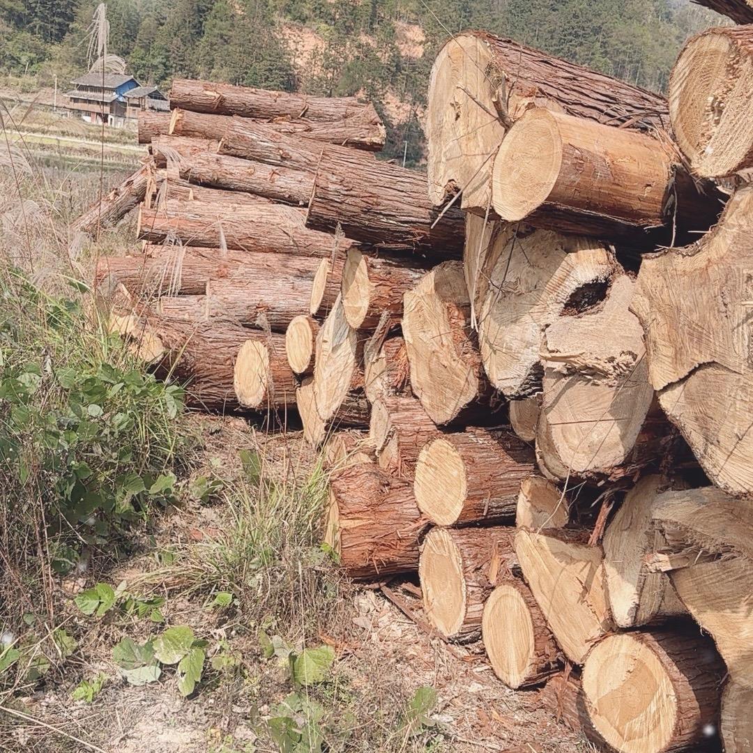 AA 本地杉老寿木