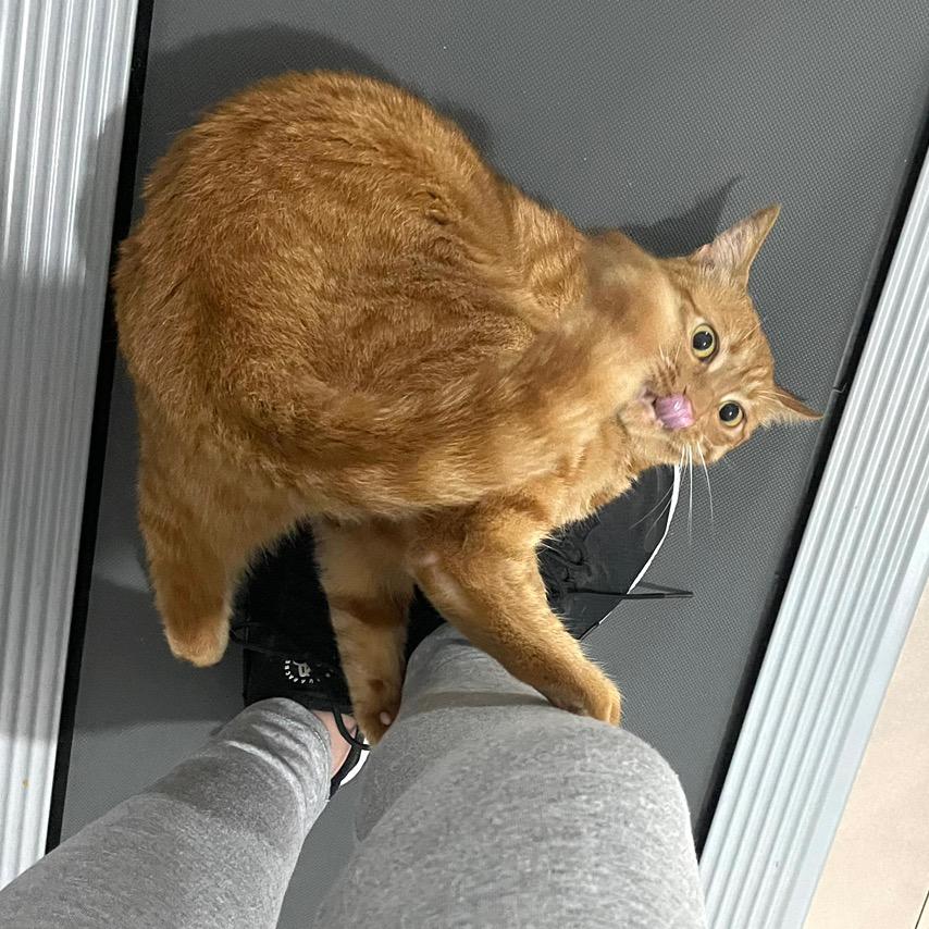 捡到四只猫